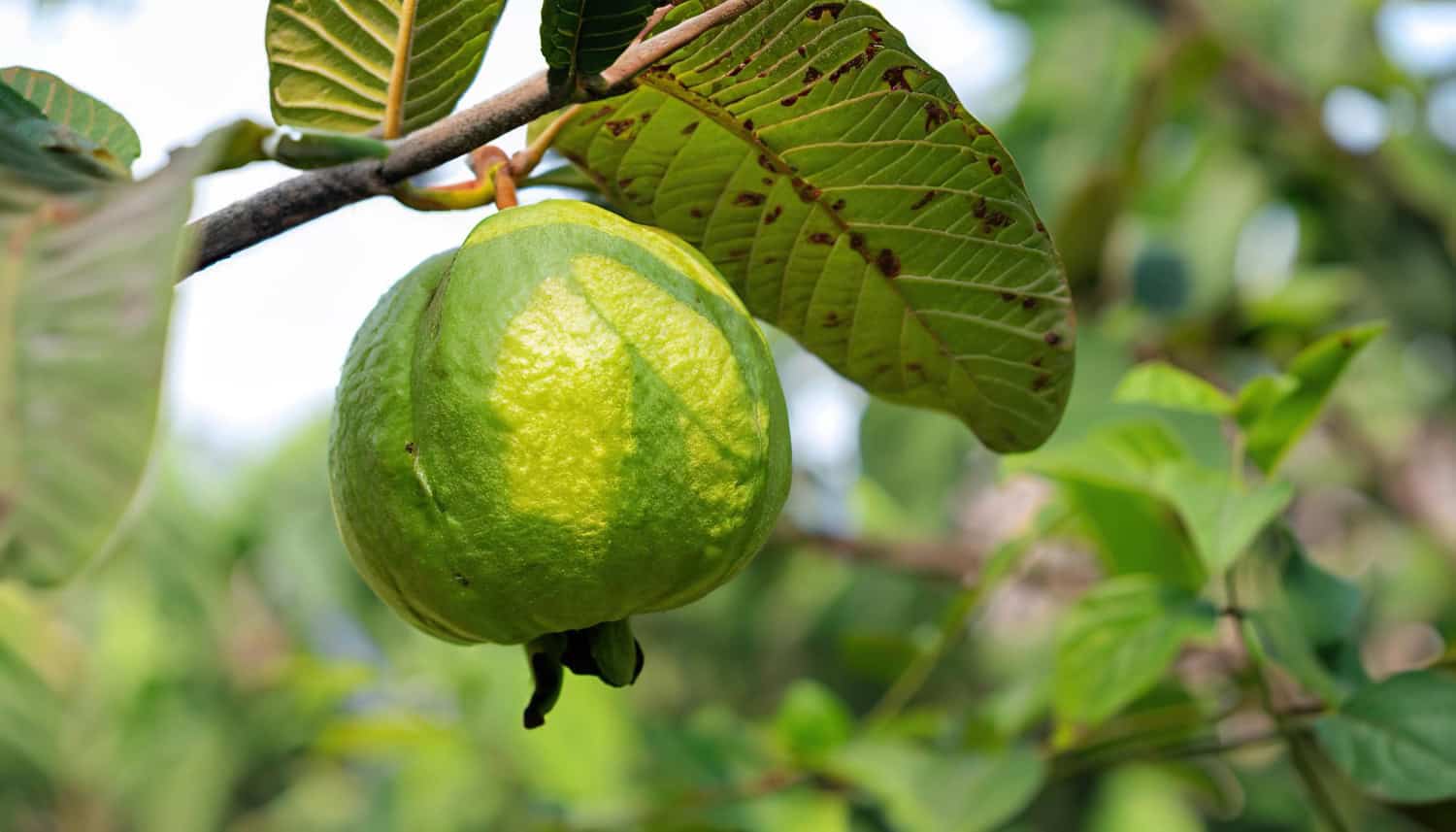 guava and leaves
