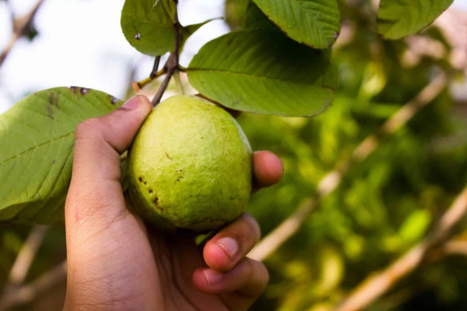 guava and blood sugar, Guava for Blood Sugar in hindi
