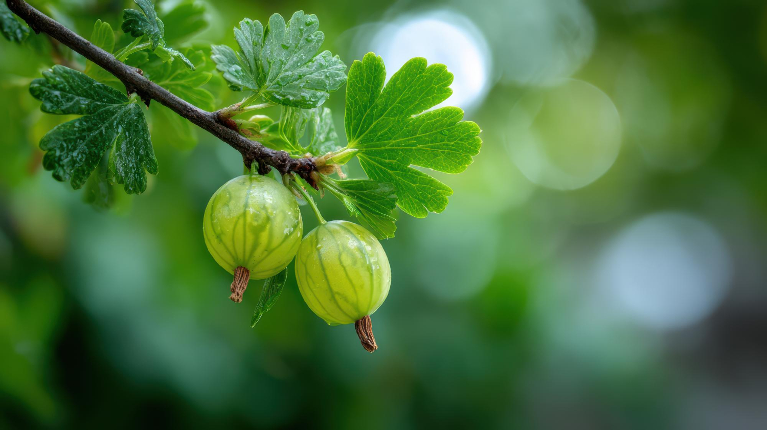Amla