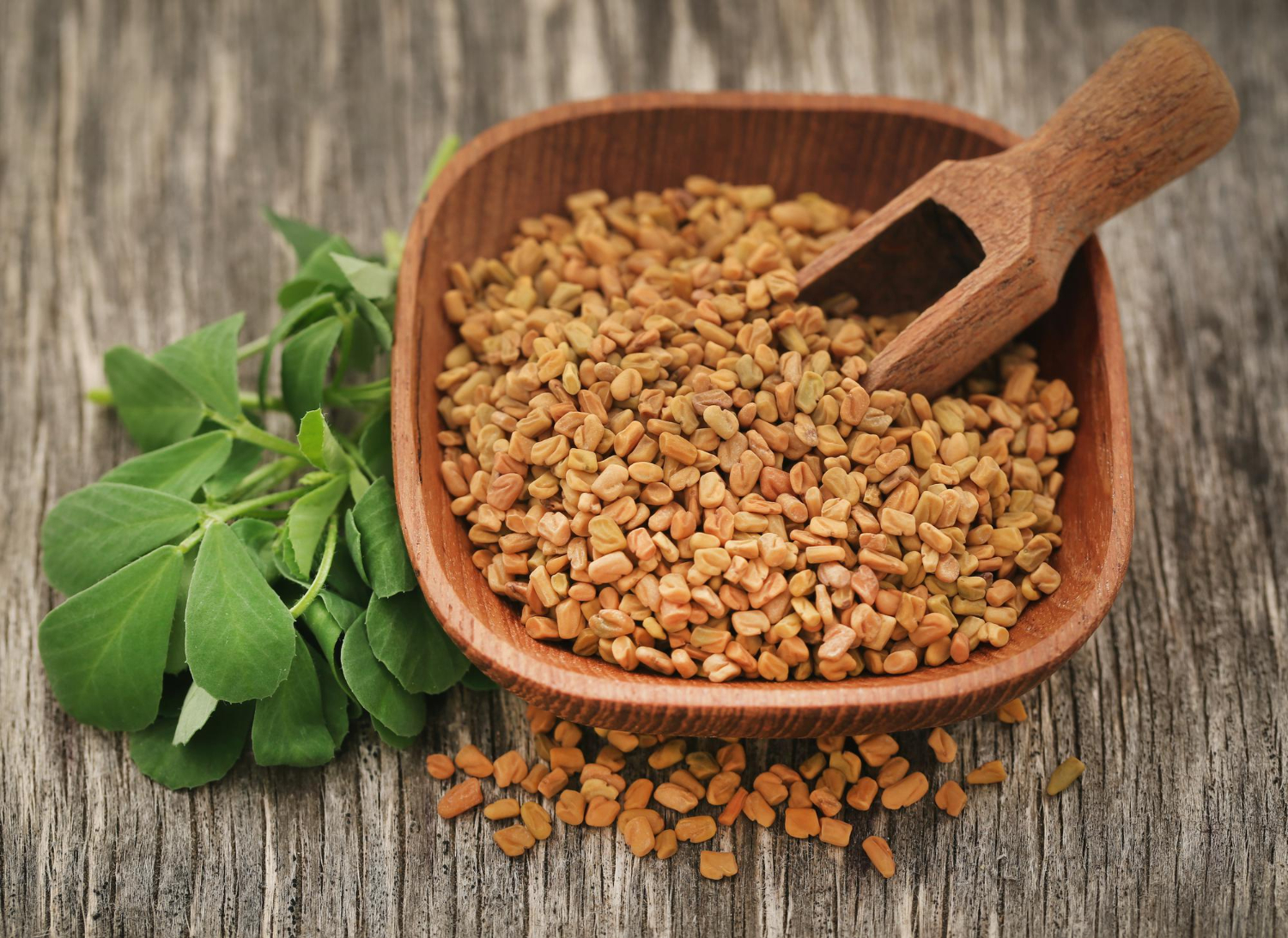 fenugreek, methi, methi-for-blood-sugar-control-in-hindi