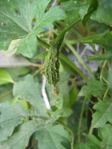 Benefits of Karela in High blood pressure