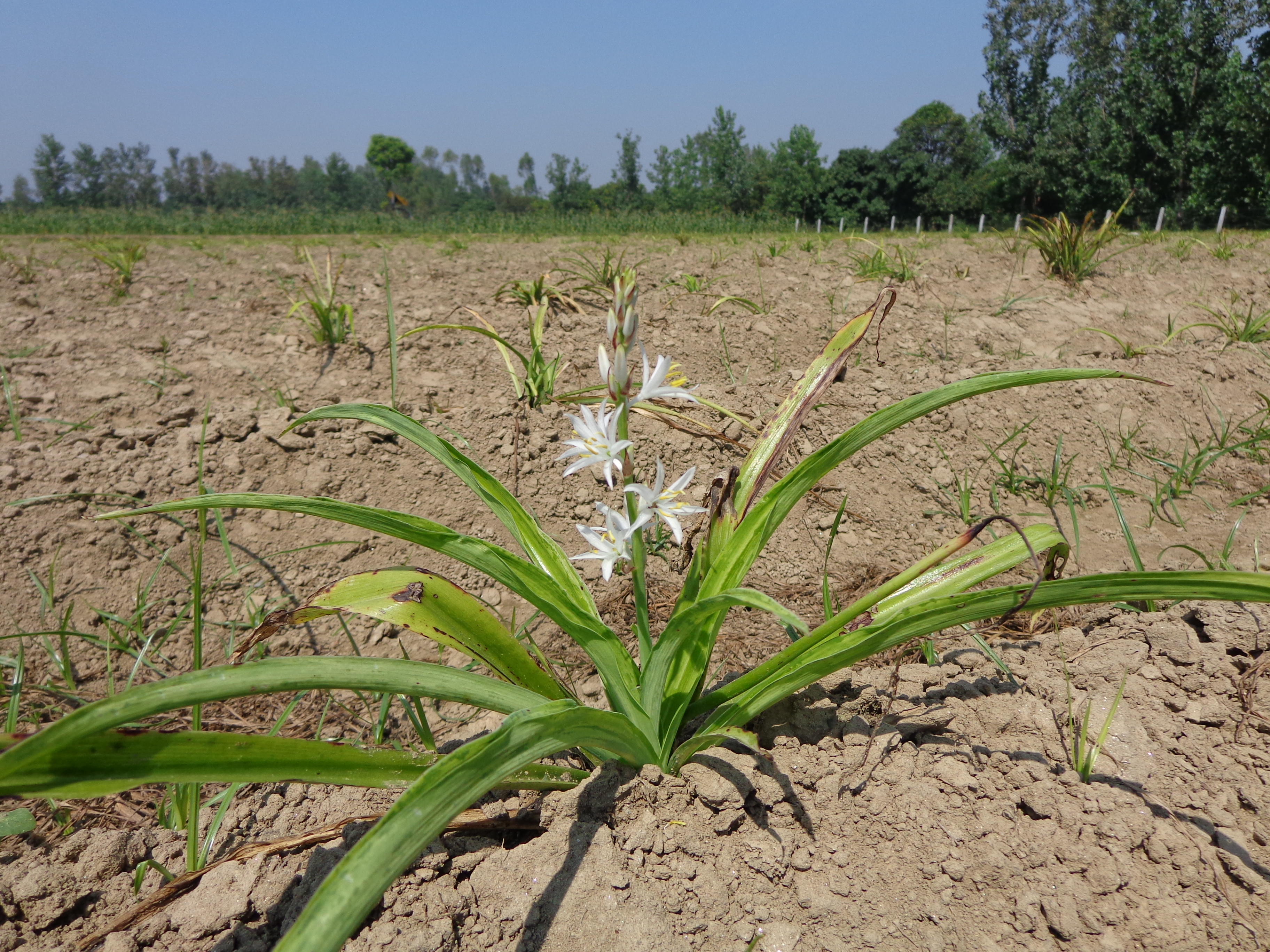 Patanajali safed musli benefits