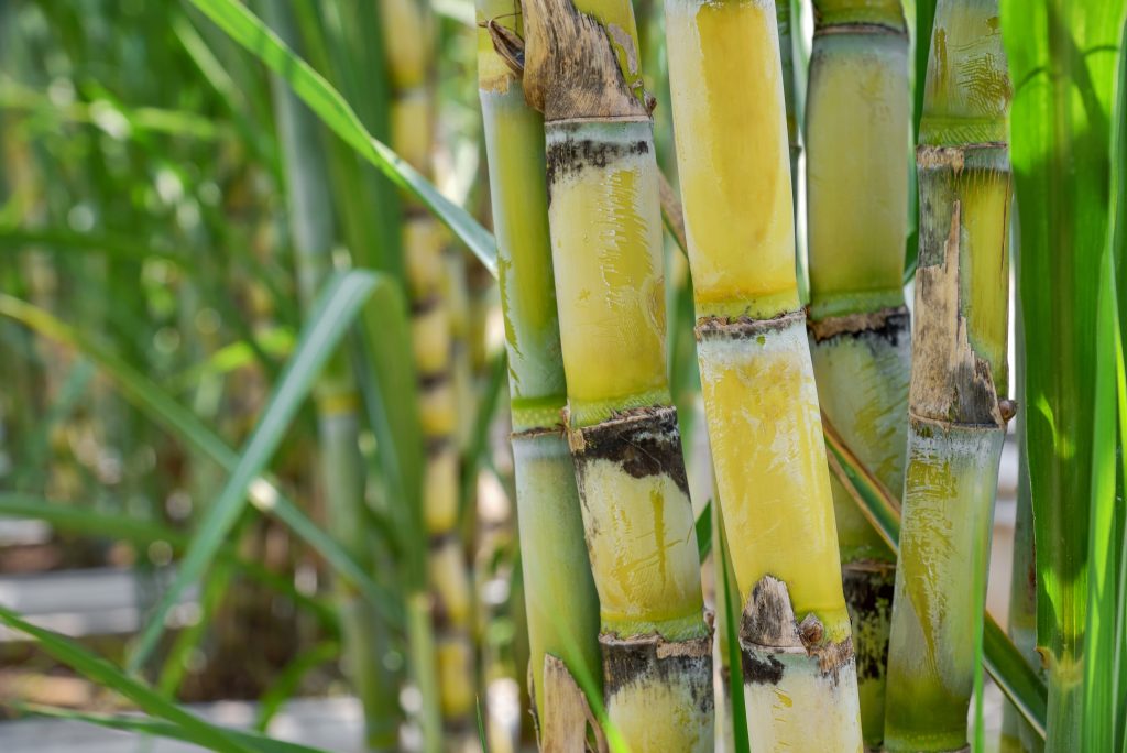Benefits of sugarcane in hindi