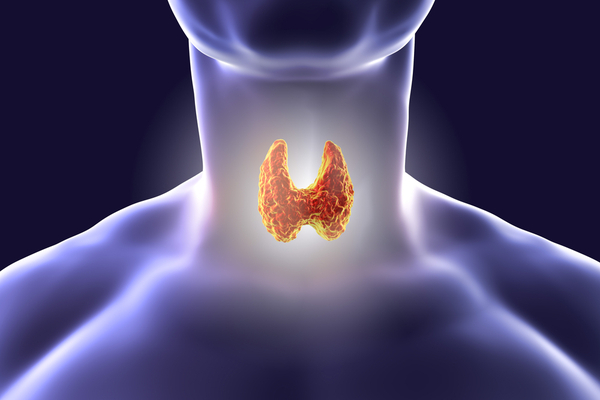 Thyroid Gland