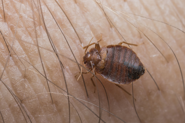 Bed Bug Home Remedy