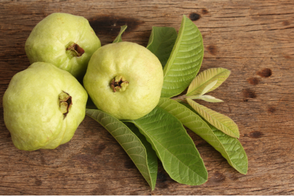 Guava leaf benefits