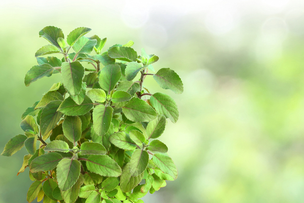 Tulsi home remedy for menstrual pain