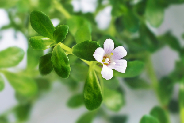 brahmi for hypothyrodisim