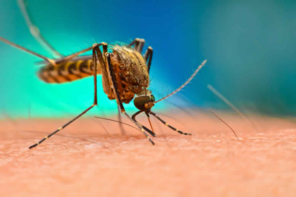 malaria causes