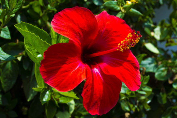 fcityin  Hibiscus  Proffesional Gentle Hair Powder