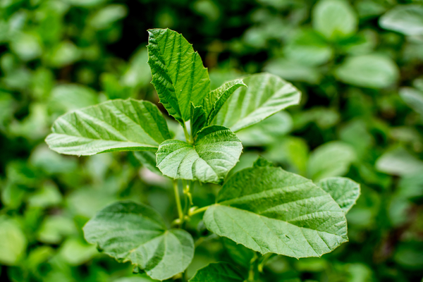 bakuchi herb benefits