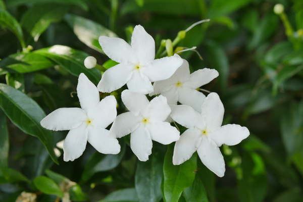 Crepe jasmine benefits