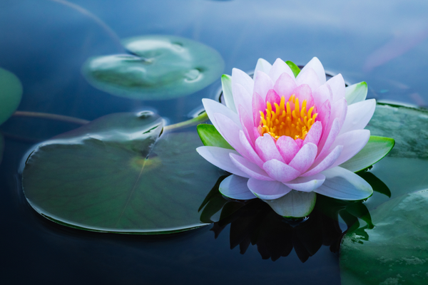 Benefits of Lotus