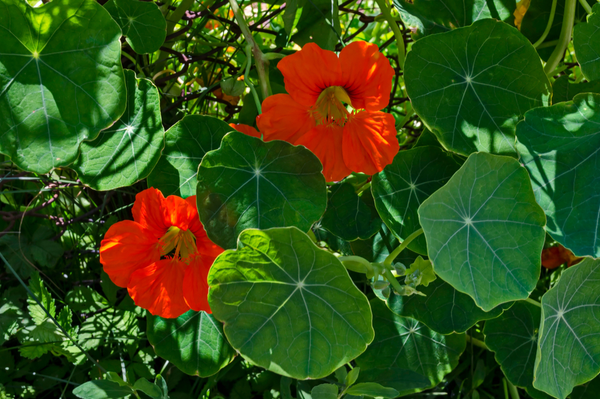 Nasturtium cress benefits