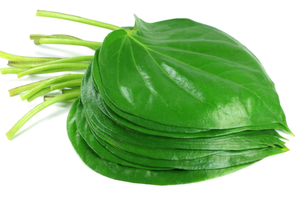 Betel Leaf (Paan) benefits and side effects