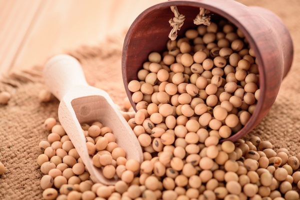 Soybean benefits for weighth gain