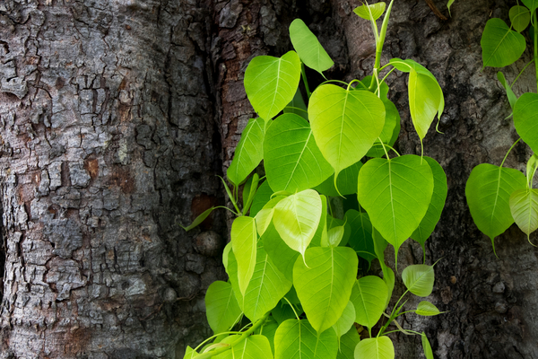 Peepal Leaf