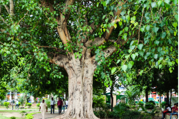 Peepal Tree