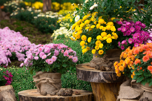 chrysanthemum flowers benefits