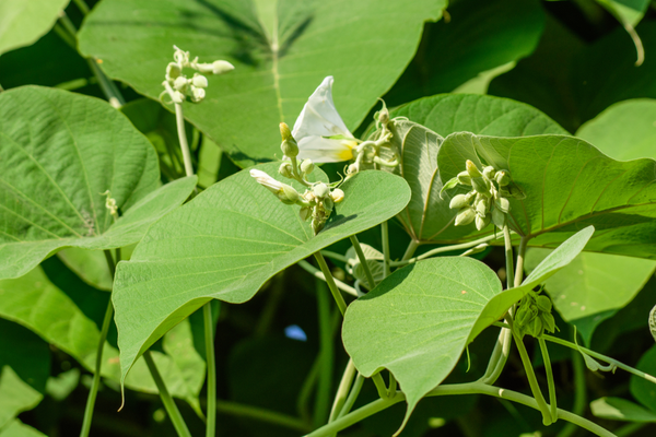 vidhara leaves benefits