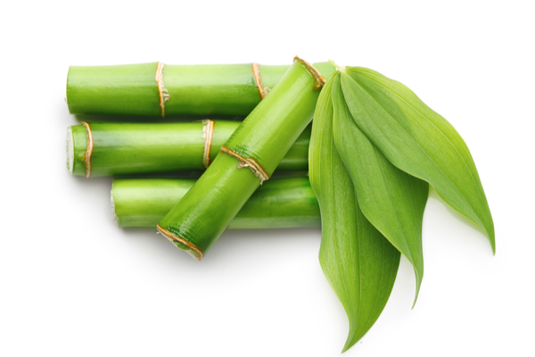 Bamboo benefits