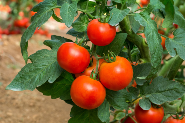 tomato leaves benefits