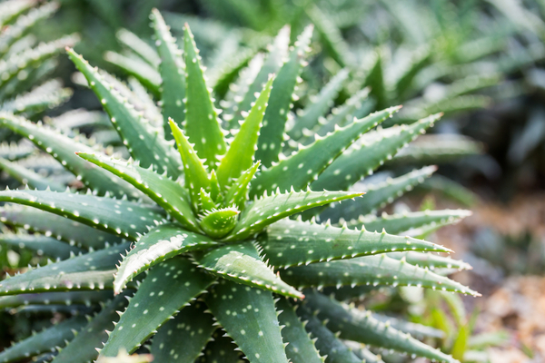 small leaf aloe vera