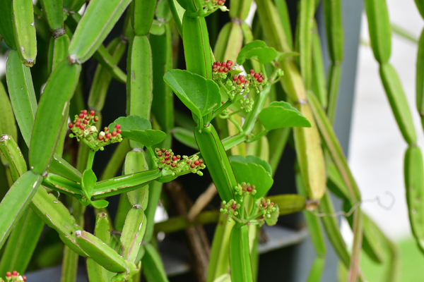 Hadjod Plants