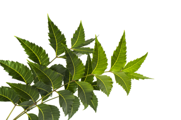 Neem benefits for chicken pox