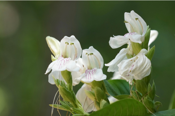 vasa flower benefits