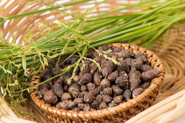 Cyperus Rotundus benefits