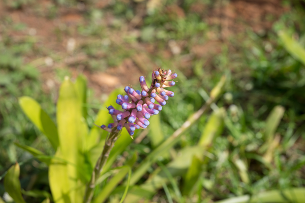 Gambhari plant