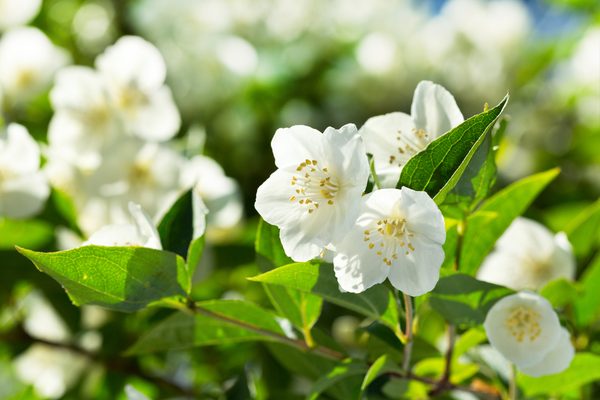 Jasmine flower benefits
