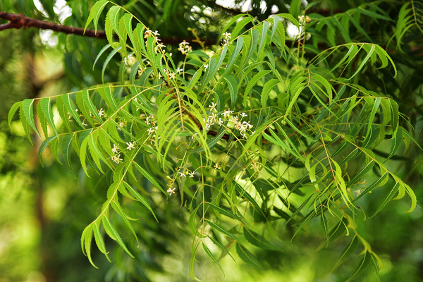 Neem Tree and Leaves