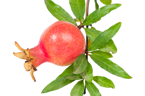 Pomegranate Leaf benefits for hair fall 