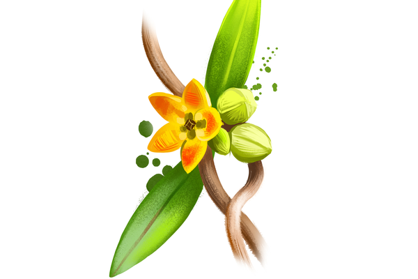 anantmool (Hemidesmus indicus) benefits