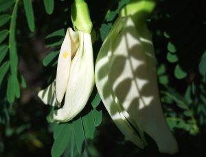 Agastya flower benefits