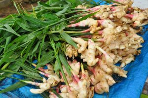 Ginger plant benefits and side effects