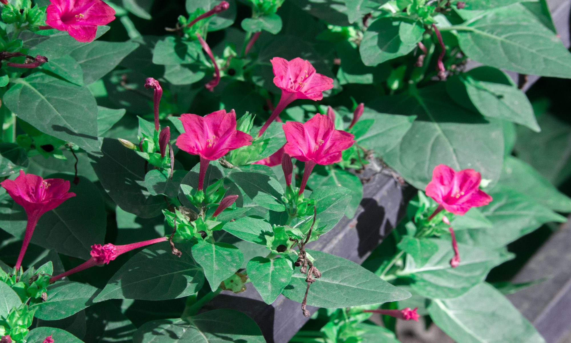 Mirabilis jalapa (Gulabbas or krishnakoli) benefits and side effects