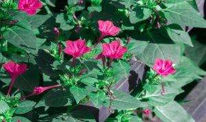 Mirabilis jalapa (Gulabbas or krishnakoli) benefits and side effects