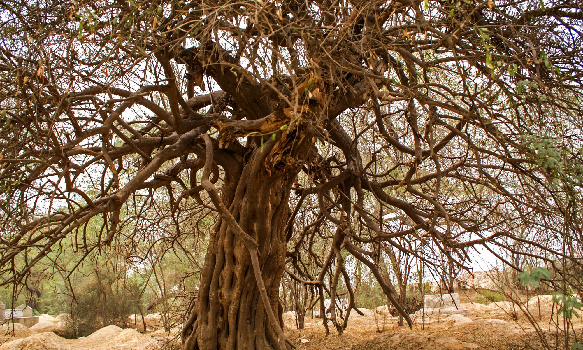 Peelu Tree