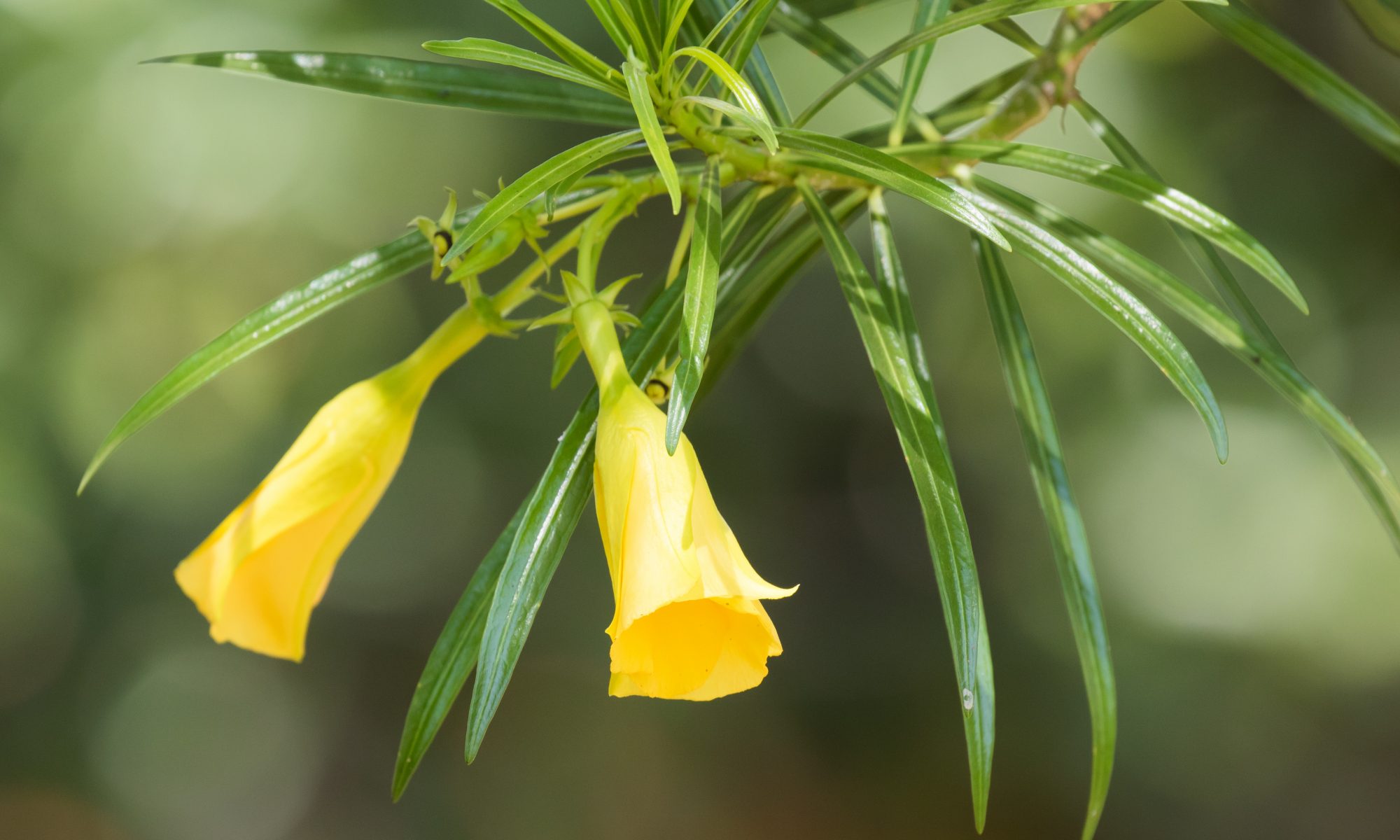 Yellow Oleander (Yellow Kaner) tree benefits and side effects