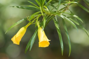 Yellow Oleander (Yellow Kaner) tree benefits and side effects