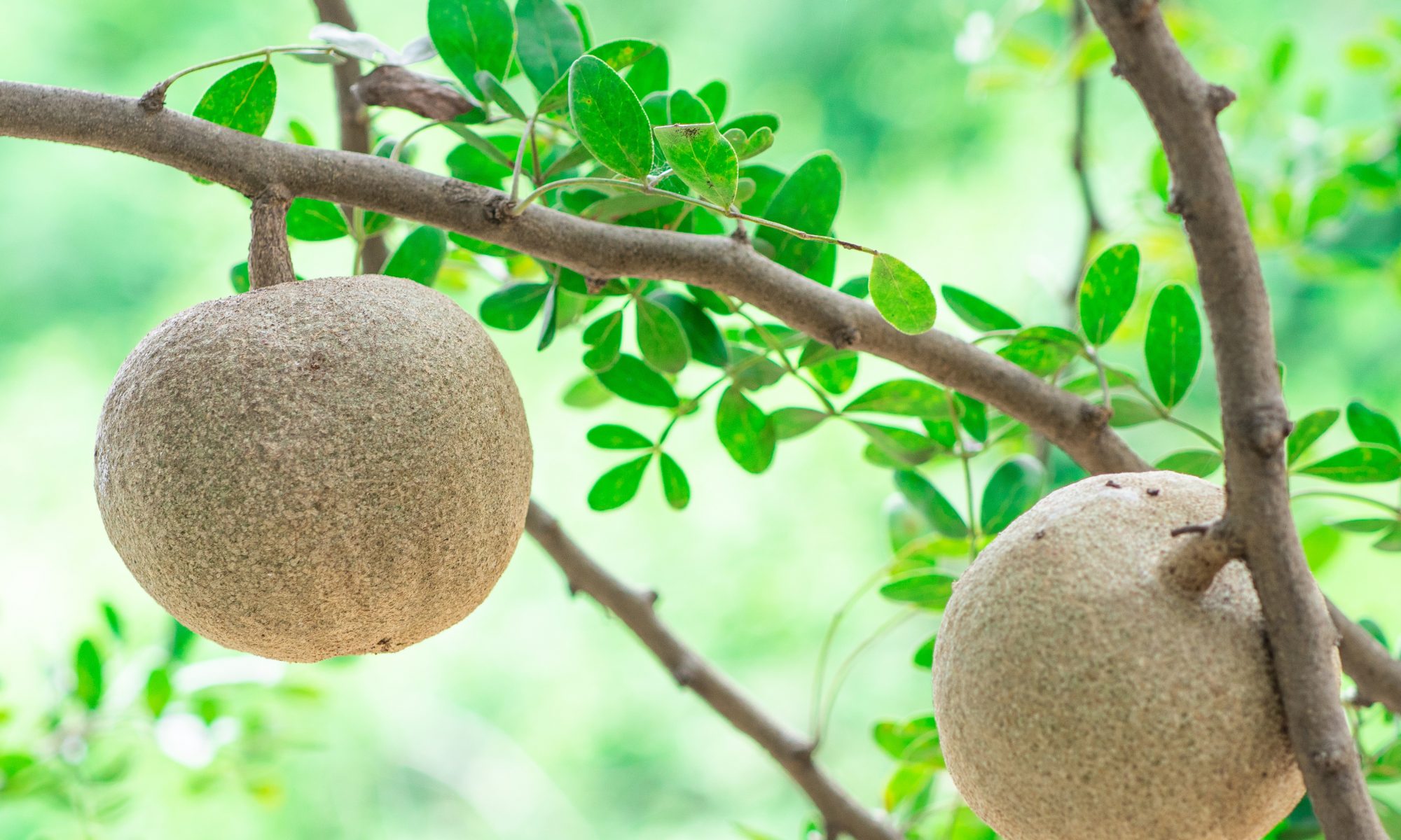 Benefits of Kapittha or Catechu or kattha tree