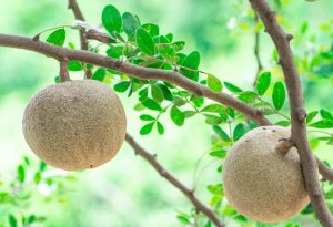 Benefits of Kapittha or Catechu or kattha tree