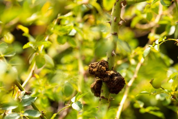 Karkatshringi benefits