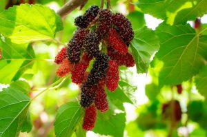 Mulberry (Shahtoot) benefits and side effects