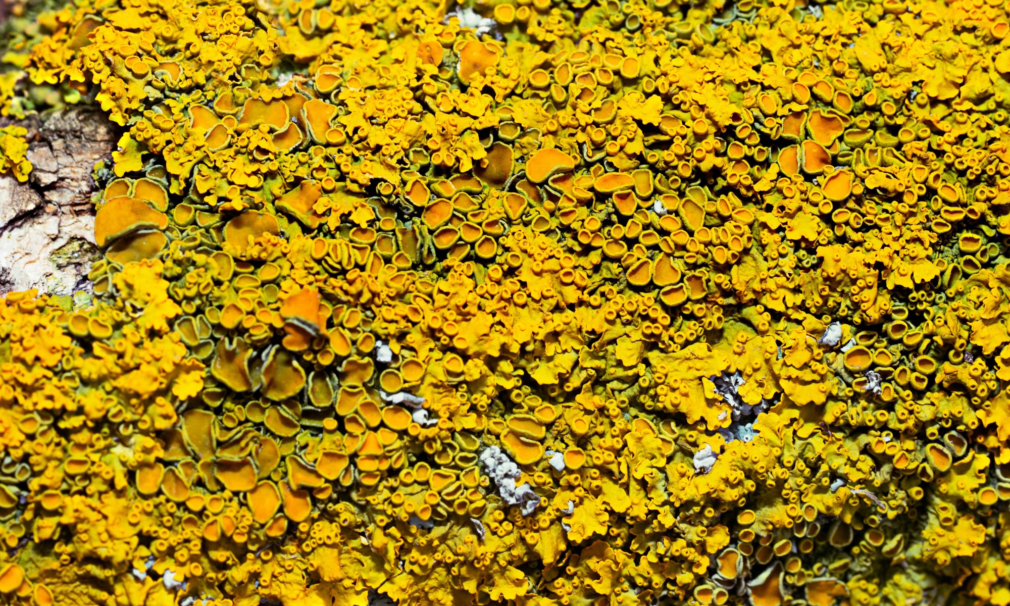 Stone Flower (Yellow lichen) benefits and side effects