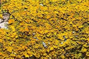 Stone Flower (Yellow lichen) benefits and side effects