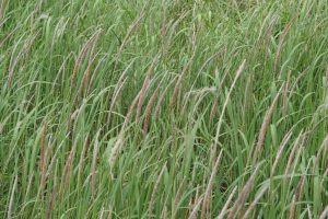 Woolly grass (Darbh) beenfits and side effects